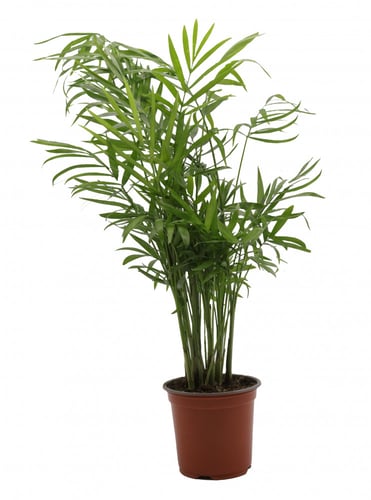 شامادوريا مركن 12 سم