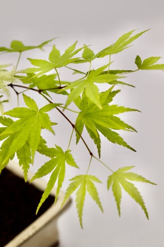 بونساي مركن 12 سم