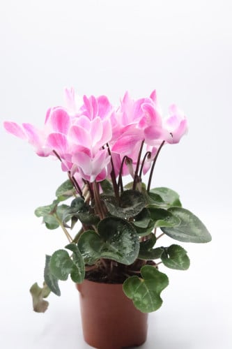 سايكلمن ازهار ورديه