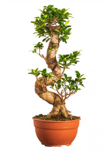 فيكس مايكروكاربا بونساي