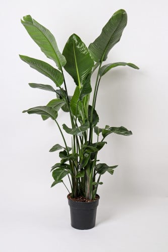 نبتة عصفور الجنة هولندي مركن 30 سم