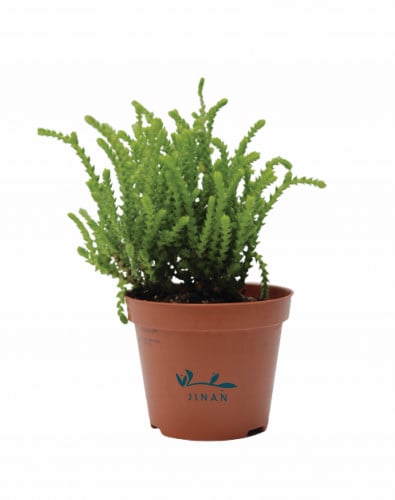 كراسولا موسكوسا مركن 8.5 سم