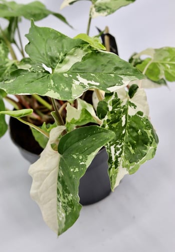 سنجونيوم مبرقشه مركن 15 سم بدون مركن