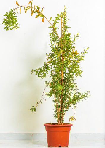 شجرة رمان طائفي مركن 27 سم