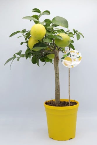 شجرة ليمون مثمرة