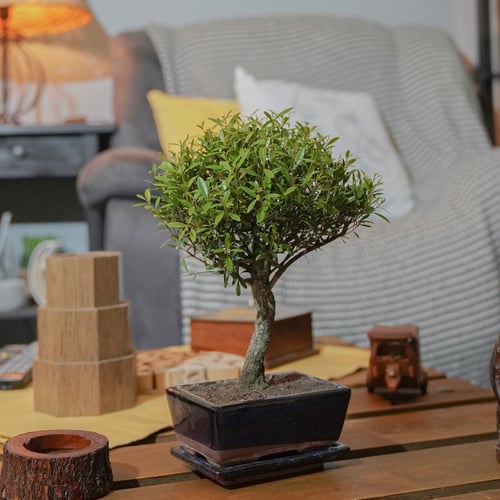 بونساي سيزيجوم في مركن متغير