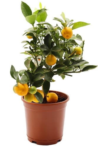 كالامنتيا مركن 15 سم بدون مركن