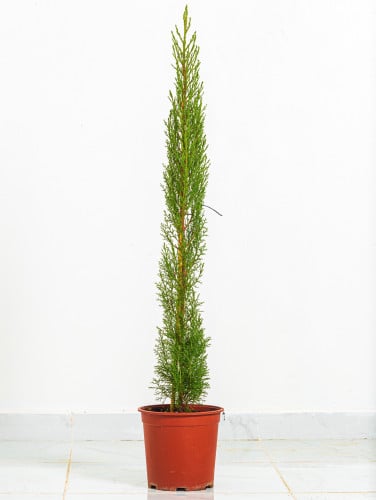 سرو ايطالي مركن 24 سم