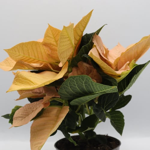 يوفوربيا ( بنت القنصل ) بدون مركن