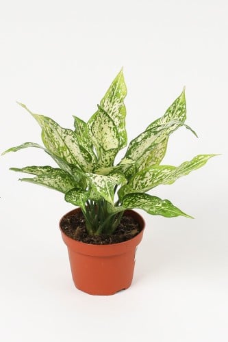 اجلونيما مركن 12 سم