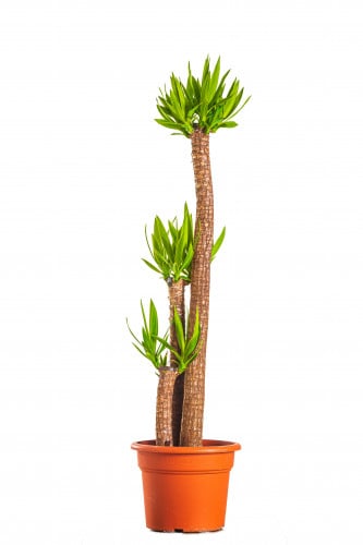 يوكا 3 عود مركن 15 لتر