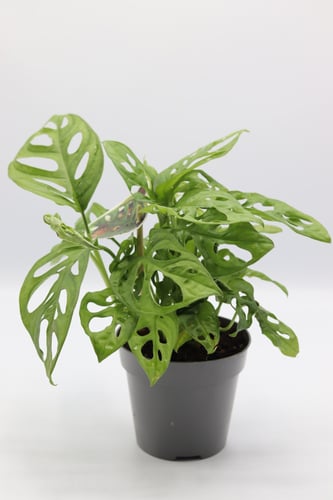 مونستيرا ادنسوني مركن 12 سم