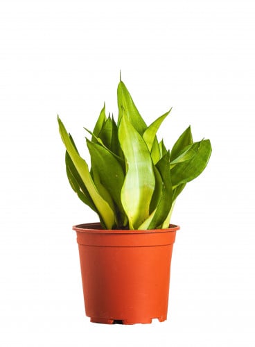 سنسيفيريا اخضر مركن 24 سم