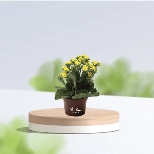 كلانشو اصفر مركن 10.5 سم