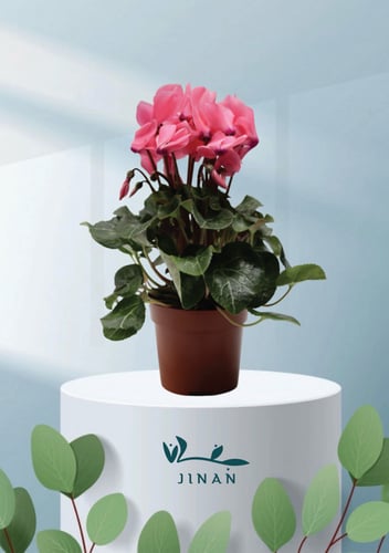 سايكلمن زهور ورديه -بينك