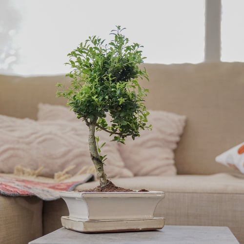 بونساي اليكس في مركن متغير