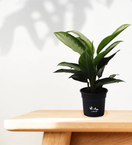 اجلونيما سلفر كوين مركن 17 سم