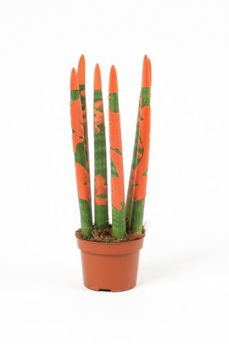 سنسيفيريا اورانج مركن 10.50 سم