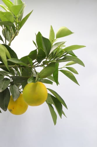 شتلة البرتقال