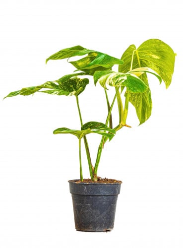 مونستيرا مبرقشه مركن 17سم