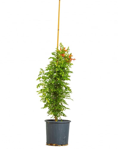 تيكوماريا مركن 27 سم