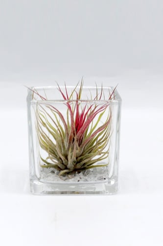 نبتة تيلاندسيا في فازة زجاجية بأطراف حمراء
