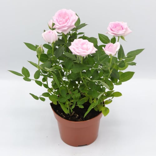 نبتة جوري داخلي " هولندي " مركن 10.50سم