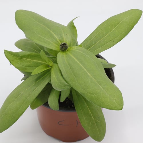 زينيا مركن 9 سم