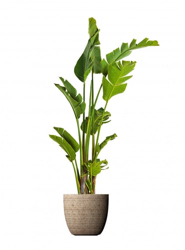 عصفور الجنه مركن 15 لتر