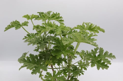 عطرية مركن 12 سم