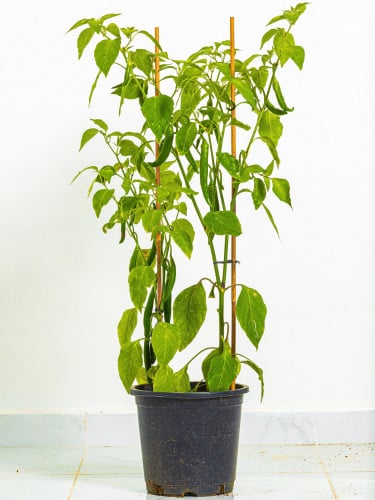 شتله فلفل حار كبيرة مركن 24 سم