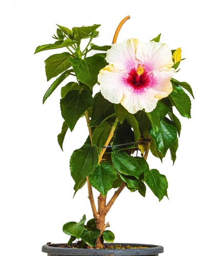 هايبسكس زهور بيضاء مركن 24 سم