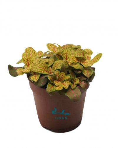 فتونيا اصفر مركن 12 سم