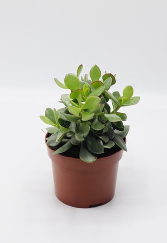 كراسولا مركن 12 سم