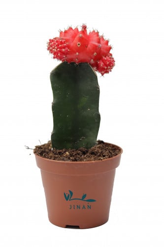 صبار بنموات حمراء مركن 9 سم