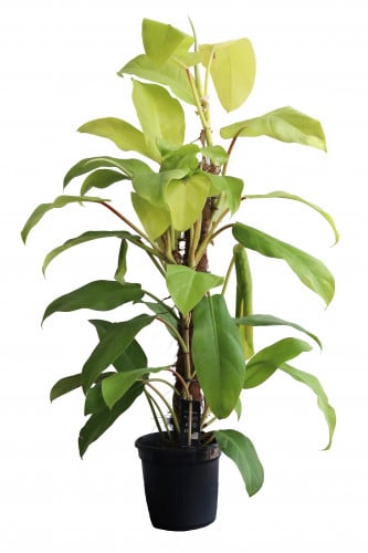 فيلودندرون ملاي مركن 16 سم