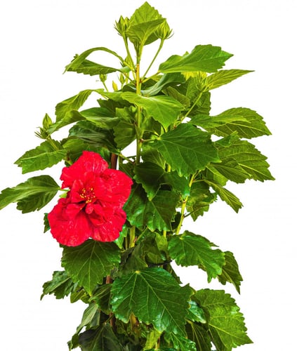 هايبسكس زهور حمراء مركن 24 سم