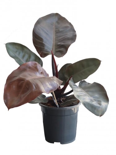 فيلودندرون مركن 27 سم