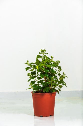 هيبسكس مركن27 سم