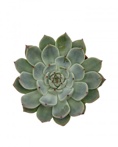 اشفيريا كبيرة مركن 10.5 سم