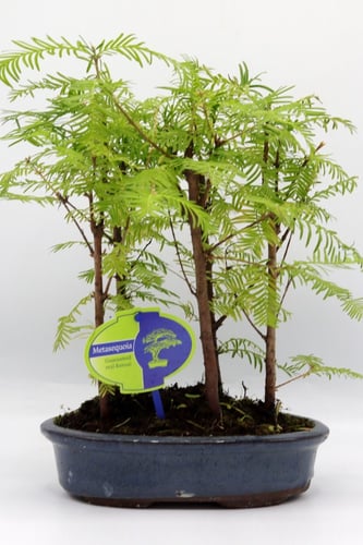 ميتسكويا مقزم مركن 23سم