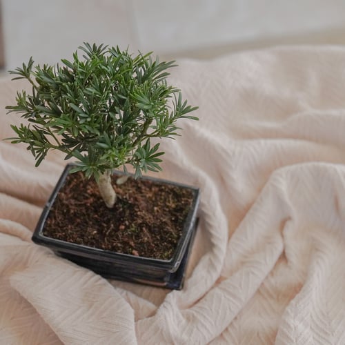 بونساي بودوكاربوس في مركن متغير