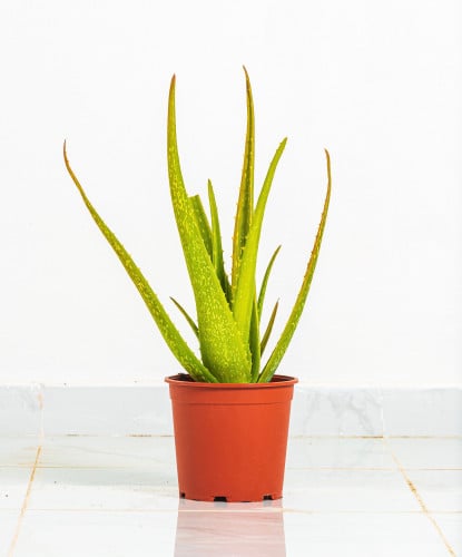 صبار اوليفرا مركن 21 سم