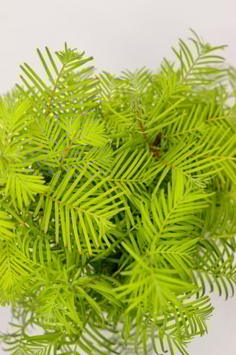 ميتسكويا مركن 15 سم