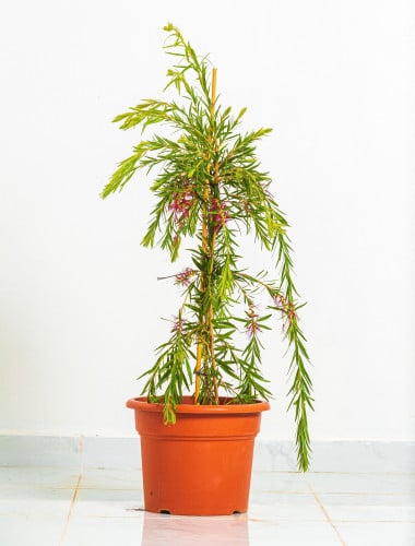 فرشاه الزجاج مركن 15 لتر