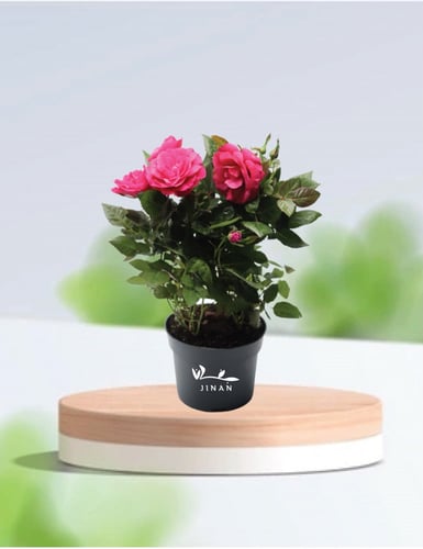 بيبي روز ( جوري قزمي ) مركن 10.50 سم