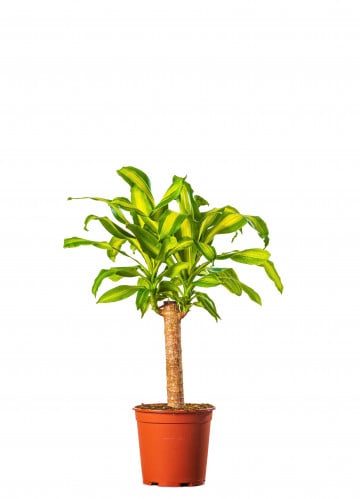 دراسينا ماسنجانا 1 عود مركن 24 سم