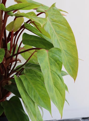 فيلودندرون بانتد ليدي مركن 19 سم