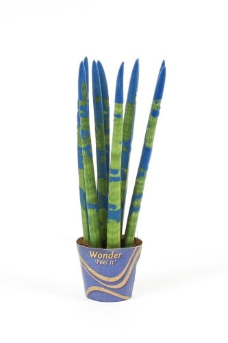 سنسيفيريا أزرق مركن 9 سم