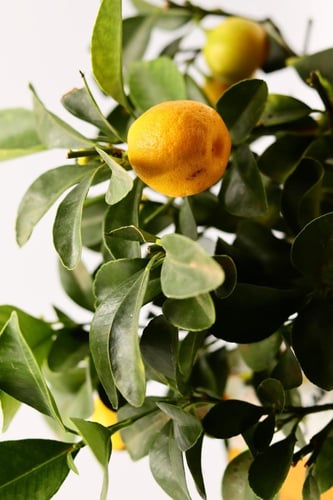 كالامنتيا مركن 15 سم بدون مركن